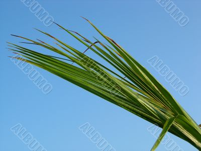 Palm Leaves 1