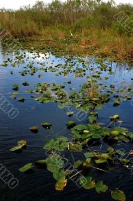 Pond in the Everglades Pond in the Everglades