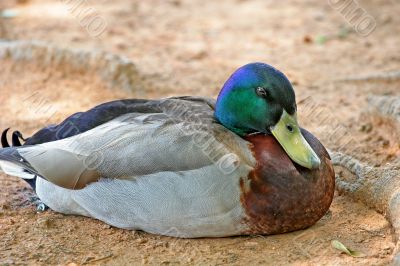 Sleepy Duck