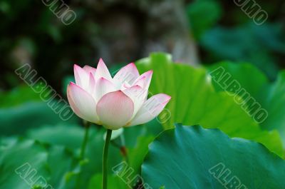 Single lotus flower among the pads (lotus leave)