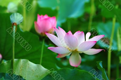 Lotus flowers and seed head