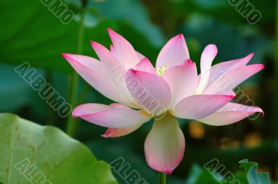 A bloomed lotus flower