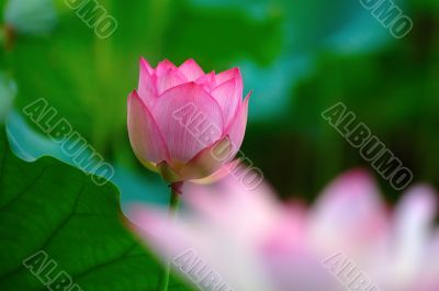 Pink lotus flower
