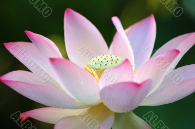 Lotus flower