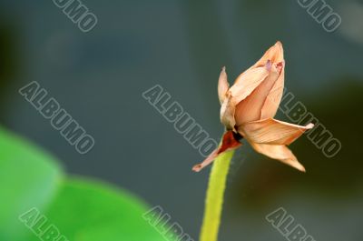 Faded lotus blossom
