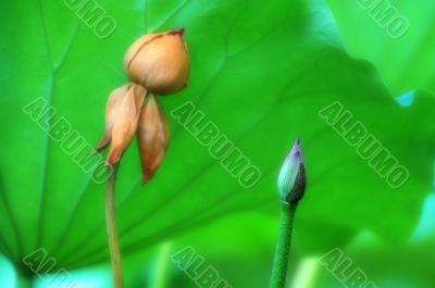 Small lotus bud and faded blossom