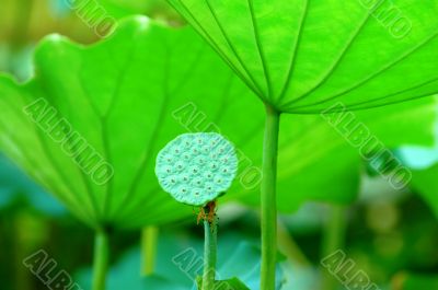 Lotus seed head