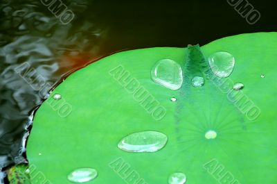 Water drops on lotus pad (leaf)
