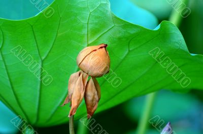 Faded lotus flower behind large leaf