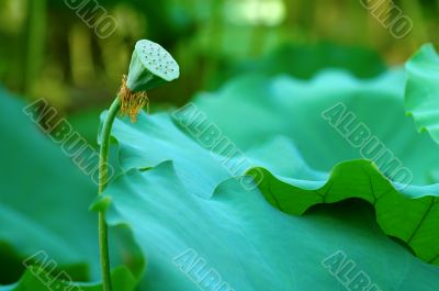 Lotus seed head