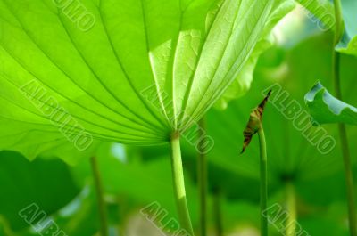 Lotus leaves