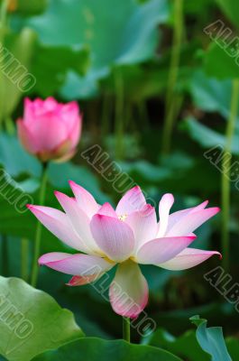 Blooming lotus flowers