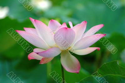 Blooming of lotus flower