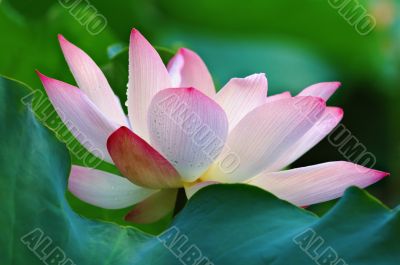 Blooming of lotus flower