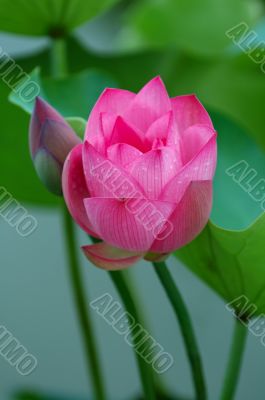 Lotus flower and bud