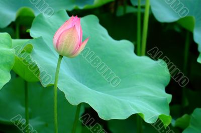 Lotus flower and giant leave pad
