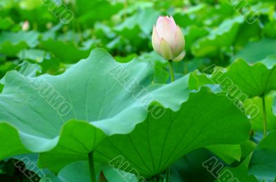 Lotus flower