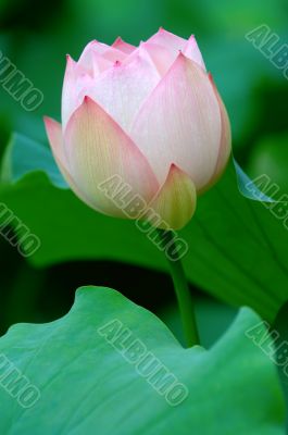 Lotus flower