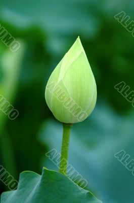 Lotus bud