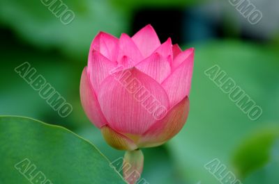 Pink lotus flowe