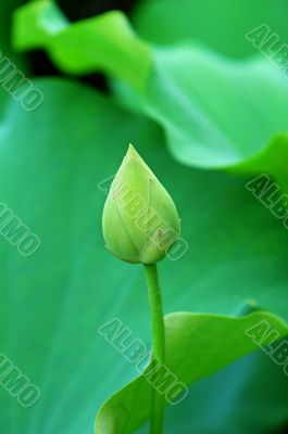 Lotus bud