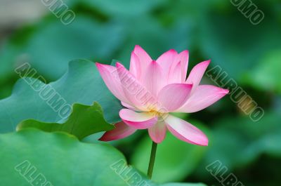 Lotus flower