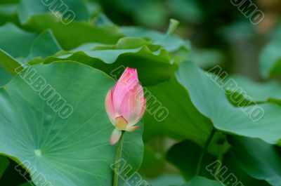 Lotus flower and giant leave pad
