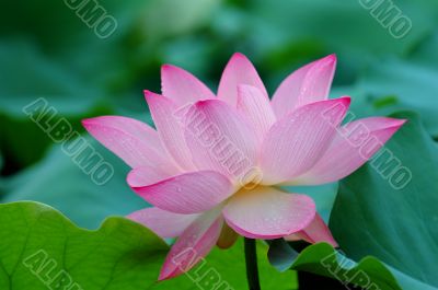 Closeup of blooming lotus flower