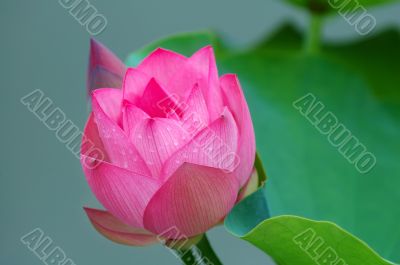 Lotus flower and bud