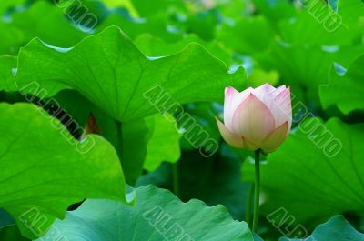 Lotus flower