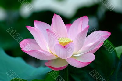 Closeup of blooming lotus flower