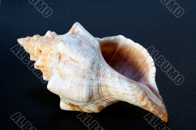 Seashell, isolated on black background