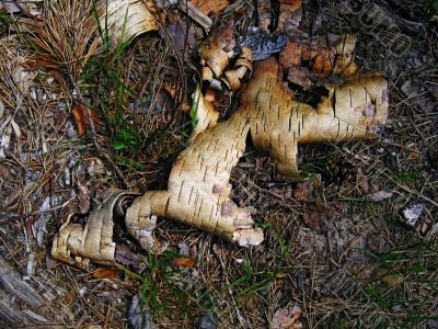 Background - a bark of a birch and pine needles