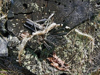 background - wood texture and snake skin