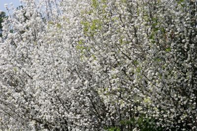 Bradford Pear Blossoms