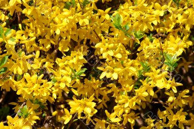 Forsythia