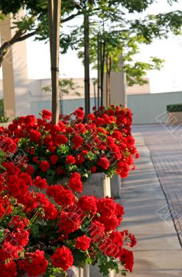 Red Geraniums