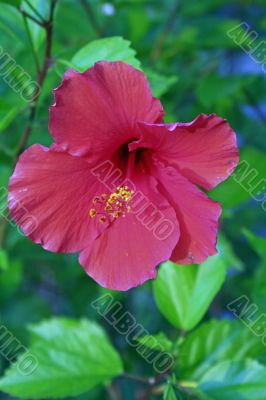 Hibiscus 2