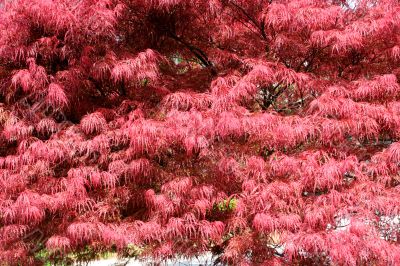 Japanese Maple