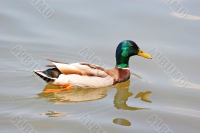 Swimming Duck