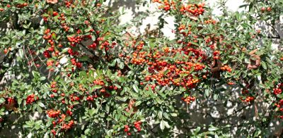 Pyracantha