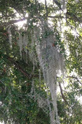 Spanish Moss in Light