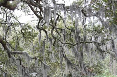 Spanish Moss