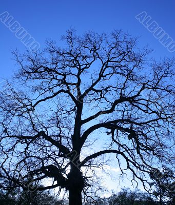Tree Sillouette