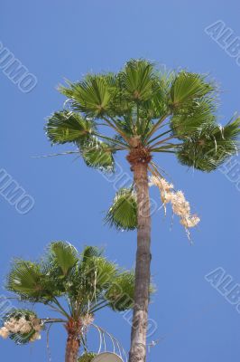 Two Palms
