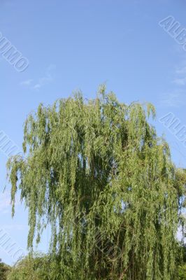 Weeping Willow