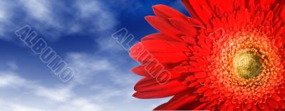 Close up of a red flower