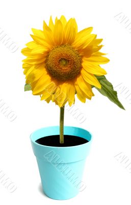 beautiful sun flower on white