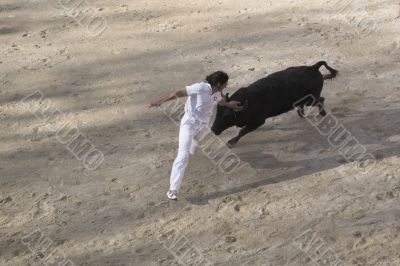 Bull chase