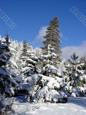 Blue sky and snow woods
